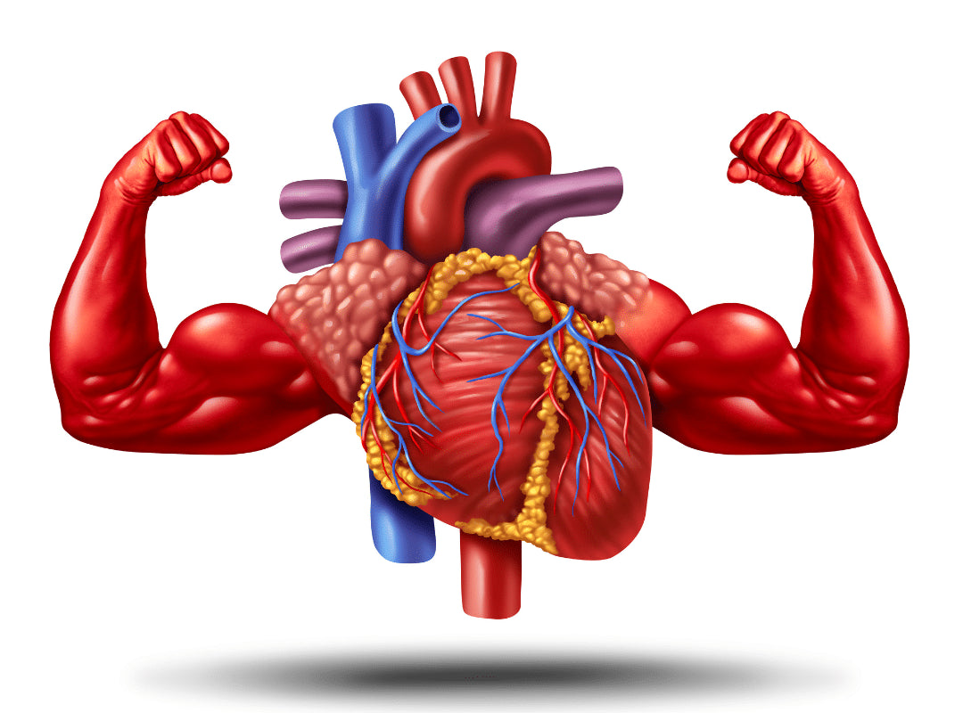 The Complete Guide to Heart Health & Prevention